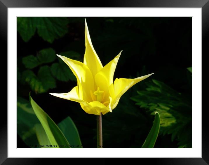 Yellow Star Tulip Framed Mounted Print by Jane Metters