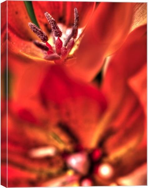 Red Flower Trip Canvas Print by Paul Williams