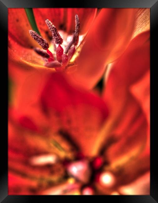 Red Flower Trip Framed Print by Paul Williams