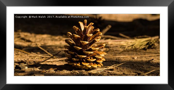Pine cone Framed Mounted Print by Mark Walsh