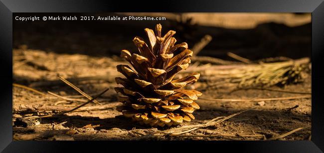 Pine cone Framed Print by Mark Walsh