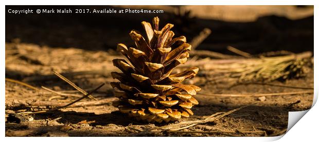Pine cone Print by Mark Walsh