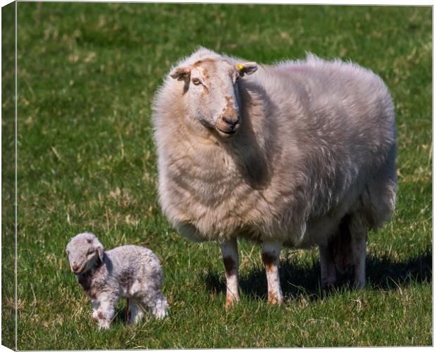 The New Arrival. A Newly Born Lamb on Anglesey. Canvas Print by Colin Allen