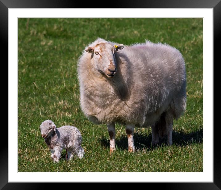 The New Arrival. A Newly Born Lamb on Anglesey. Framed Mounted Print by Colin Allen