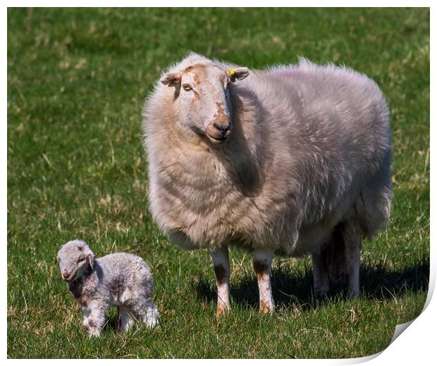 The New Arrival. A Newly Born Lamb on Anglesey. Print by Colin Allen