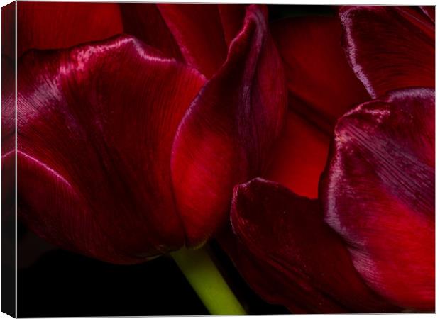 The Passionate Dance of Red Tulips Canvas Print by Colin Allen