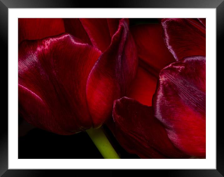 The Passionate Dance of Red Tulips Framed Mounted Print by Colin Allen
