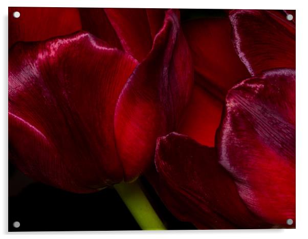 The Passionate Dance of Red Tulips Acrylic by Colin Allen