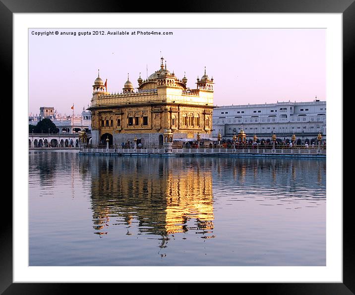 the golden temple Framed Mounted Print by anurag gupta