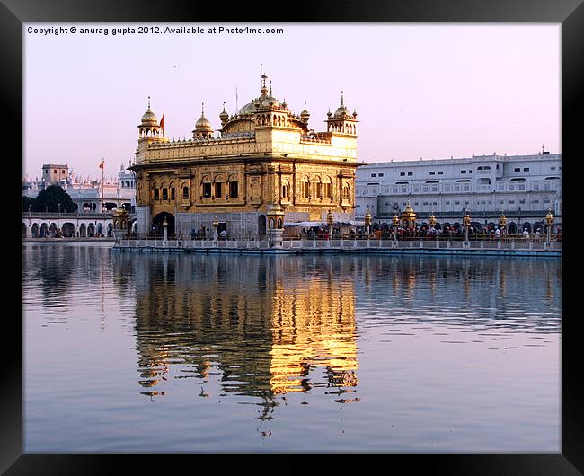 the golden temple Framed Print by anurag gupta