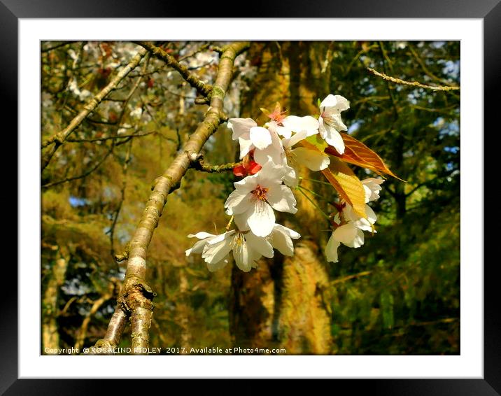 "Spring blossoms in the wood" Framed Mounted Print by ROS RIDLEY