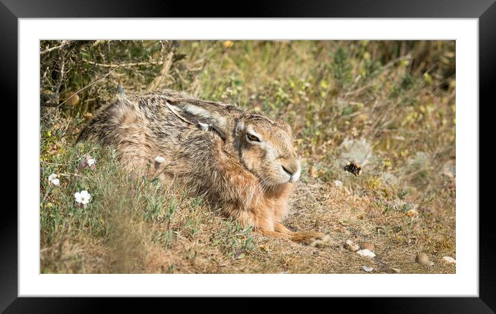 Bee (Aw)hare Framed Mounted Print by Philip Male