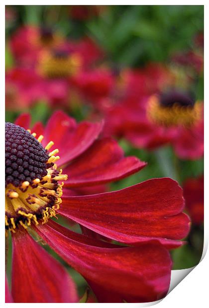 red flower Print by Heather Newton