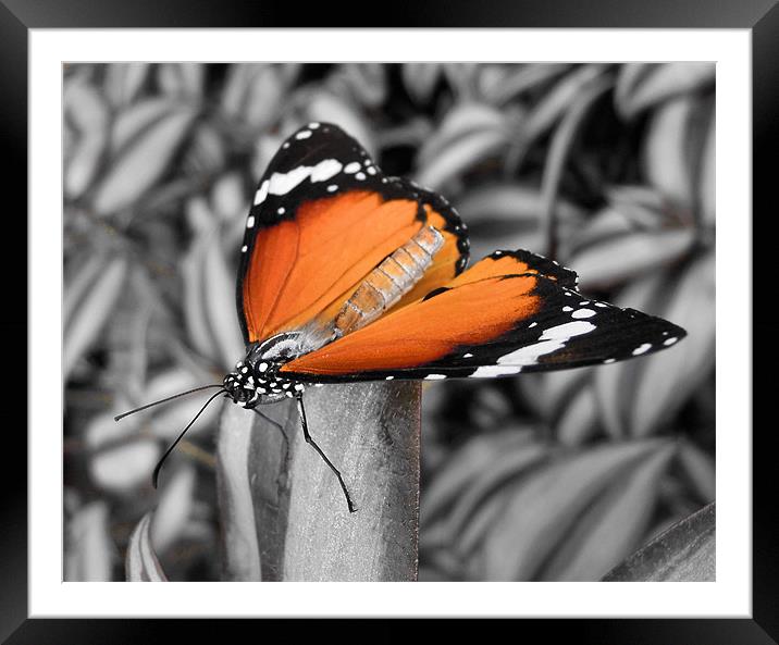 orange butterfly Framed Mounted Print by Heather Newton