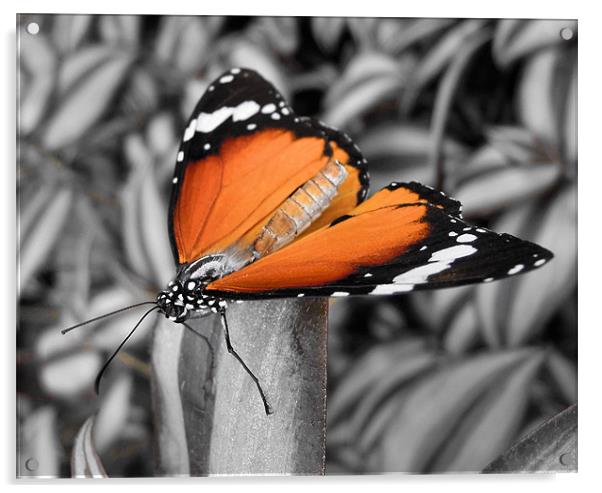 orange butterfly Acrylic by Heather Newton