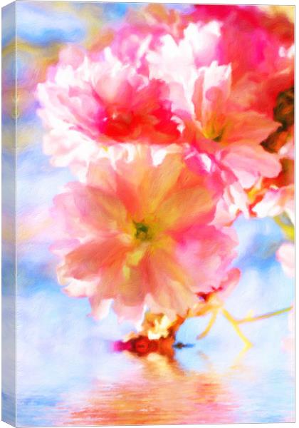 Cherry blossoms on the water  Canvas Print by Dagmar Giers