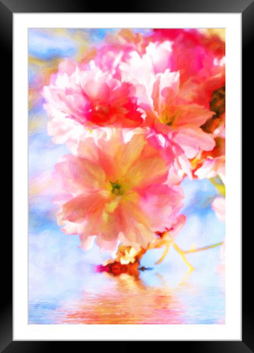 Cherry blossoms on the water  Framed Mounted Print by Dagmar Giers