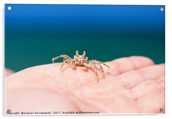 Little crab on human hand Acrylic by Łukasz Szczepański