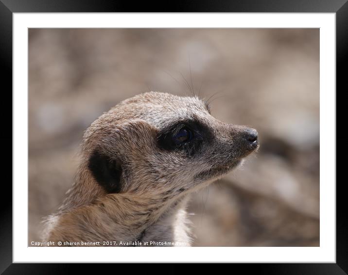 Portrait of a meerkat Framed Mounted Print by sharon bennett