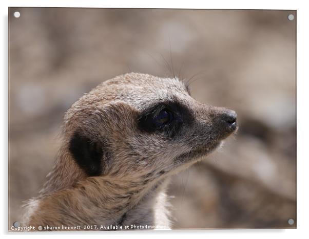 Portrait of a meerkat Acrylic by sharon bennett
