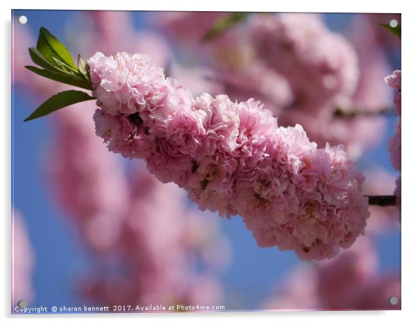 Blossom Acrylic by sharon bennett