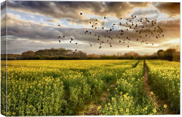 Norfolk rapeseed field at sunset with birds Canvas Print by Simon Bratt LRPS