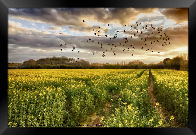 Norfolk rapeseed field at sunset with birds Framed Print by Simon Bratt LRPS