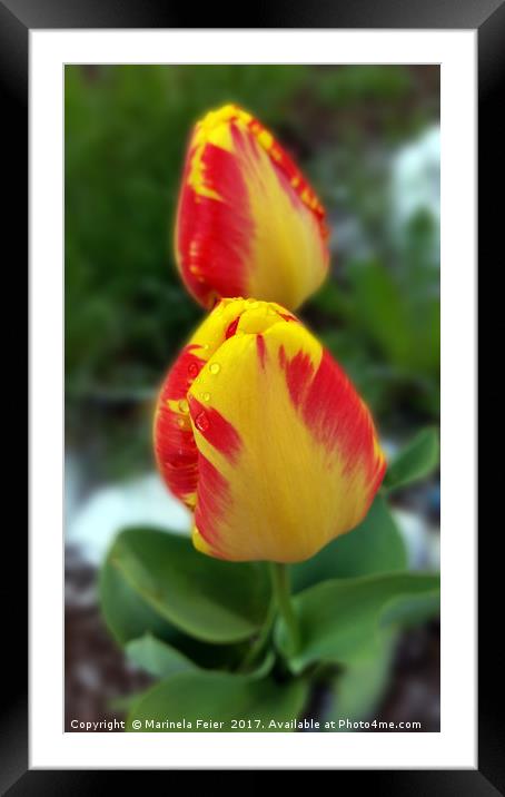 yellow red tulips Framed Mounted Print by Marinela Feier