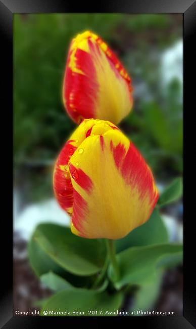 yellow red tulips Framed Print by Marinela Feier