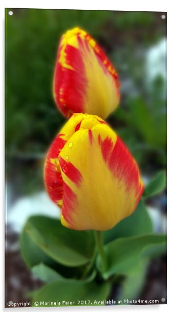 yellow red tulips Acrylic by Marinela Feier
