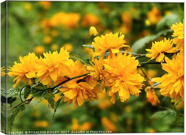 "Kerria Japonica" Canvas Print by ROS RIDLEY