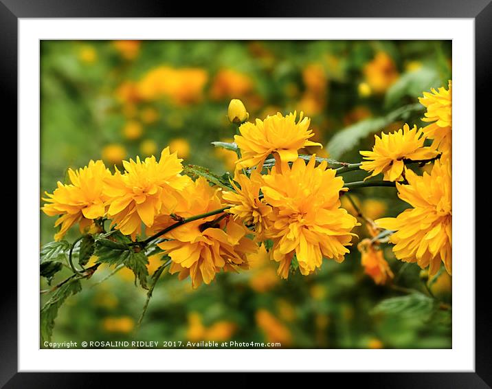 "Kerria Japonica" Framed Mounted Print by ROS RIDLEY