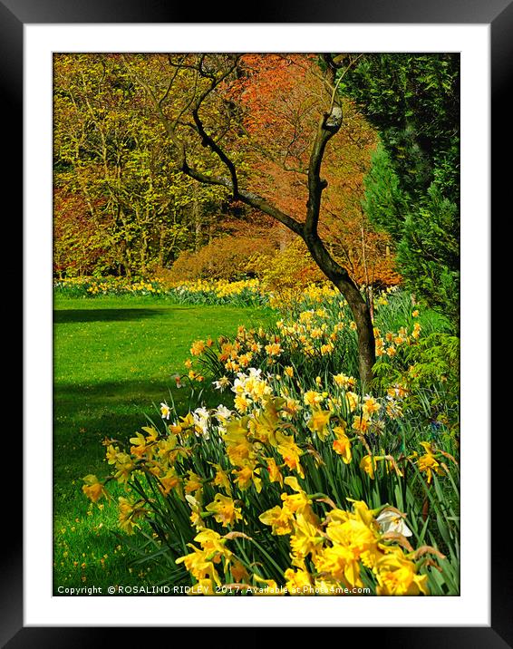 "Tree in the Daffodils" Framed Mounted Print by ROS RIDLEY