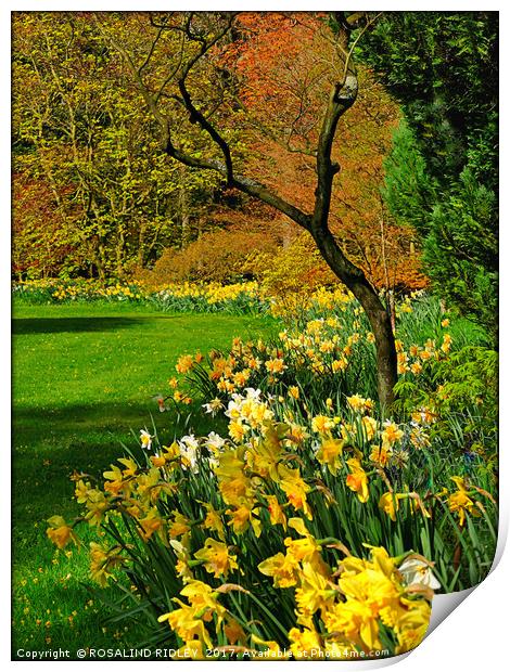 "Tree in the Daffodils" Print by ROS RIDLEY