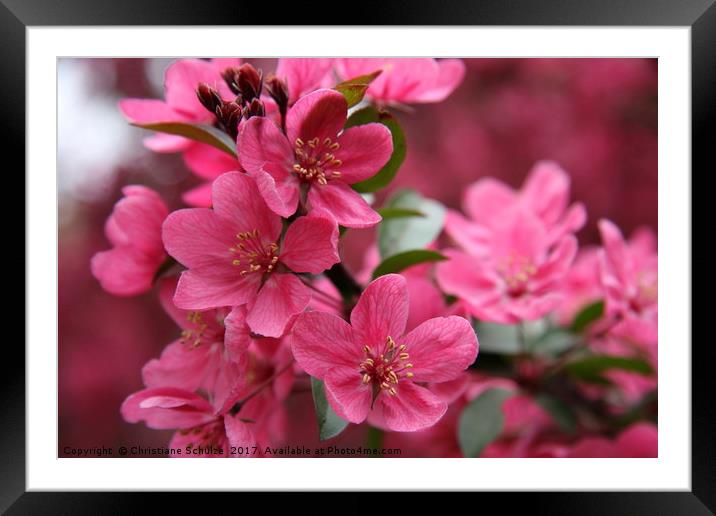 Pink Plum Blossoms Framed Mounted Print by Christiane Schulze