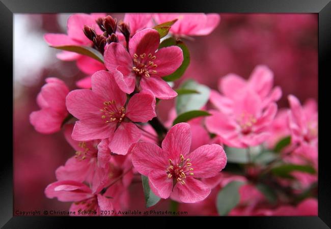 Pink Plum Blossoms Framed Print by Christiane Schulze