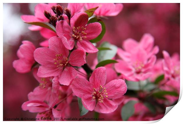 Pink Plum Blossoms Print by Christiane Schulze
