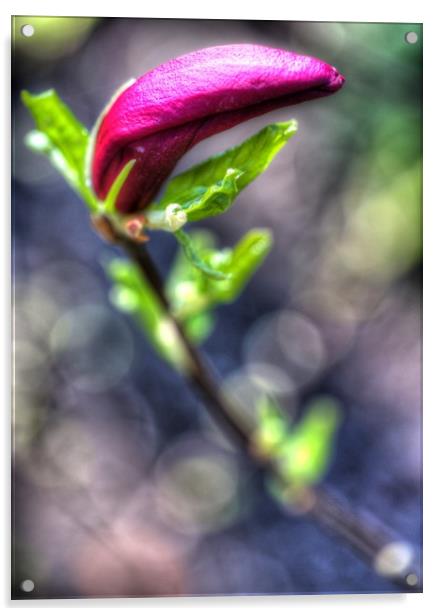Purple Flower Dream Acrylic by Paul Williams