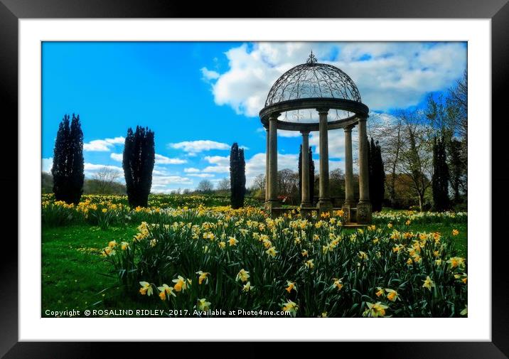 "Daffodils at the Gazebo" Framed Mounted Print by ROS RIDLEY