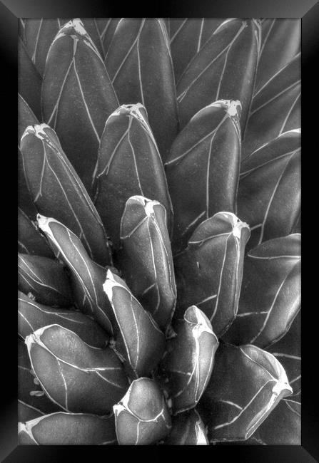 Black and White pointy plant Framed Print by Paul Williams