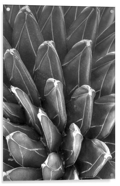 Black and White pointy plant Acrylic by Paul Williams