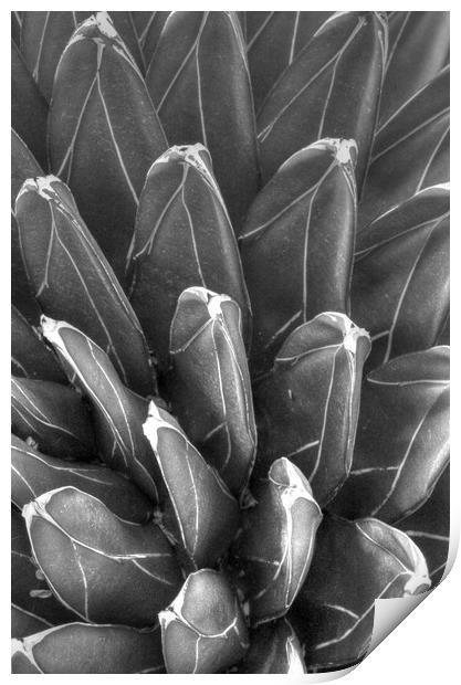 Black and White pointy plant Print by Paul Williams