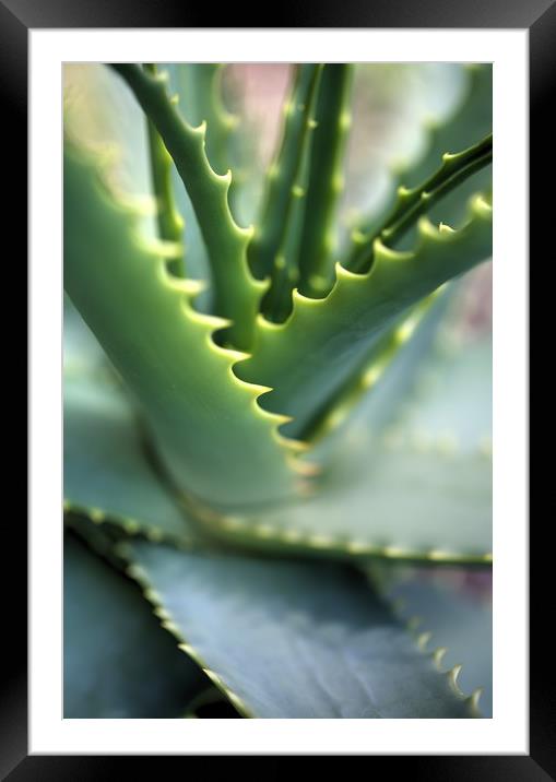 Cactus with serrated edged leafs Framed Mounted Print by Paul Williams