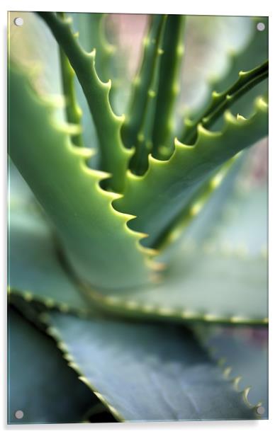 Cactus with serrated edged leafs Acrylic by Paul Williams