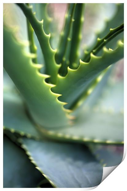 Cactus with serrated edged leafs Print by Paul Williams