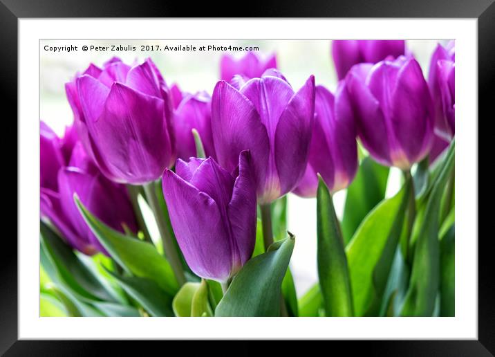 Purple Tulips Framed Mounted Print by Peter Zabulis
