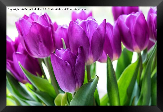 Purple Tulips Framed Print by Peter Zabulis
