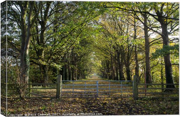 Gateway To Autumn Canvas Print by David Chennell