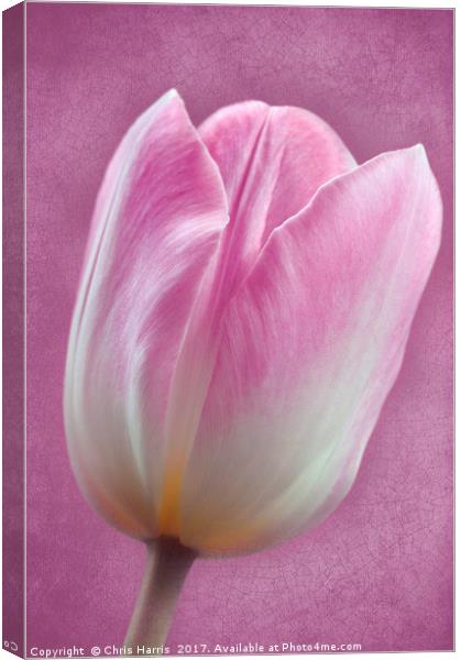 Pink Tulipa Canvas Print by Chris Harris