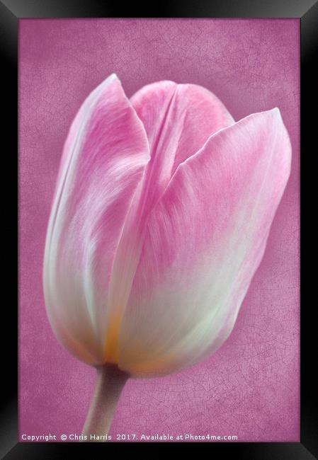 Pink Tulipa Framed Print by Chris Harris